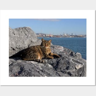 Istanbul Cat Posters and Art